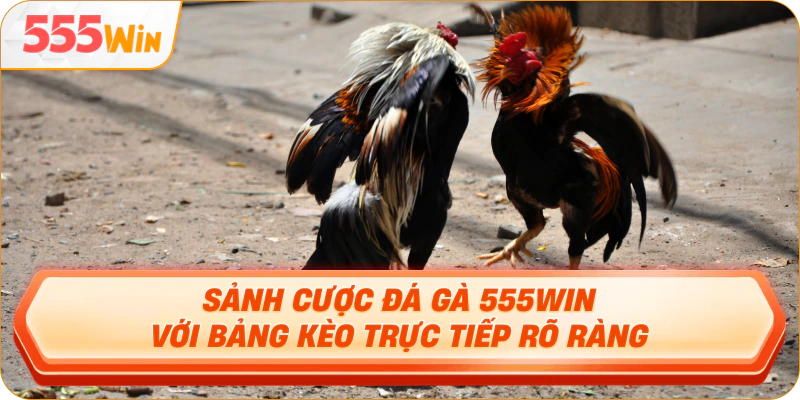 Sảnh cược Đá Gà 555WIN với bảng kèo trực tiếp rõ ràng